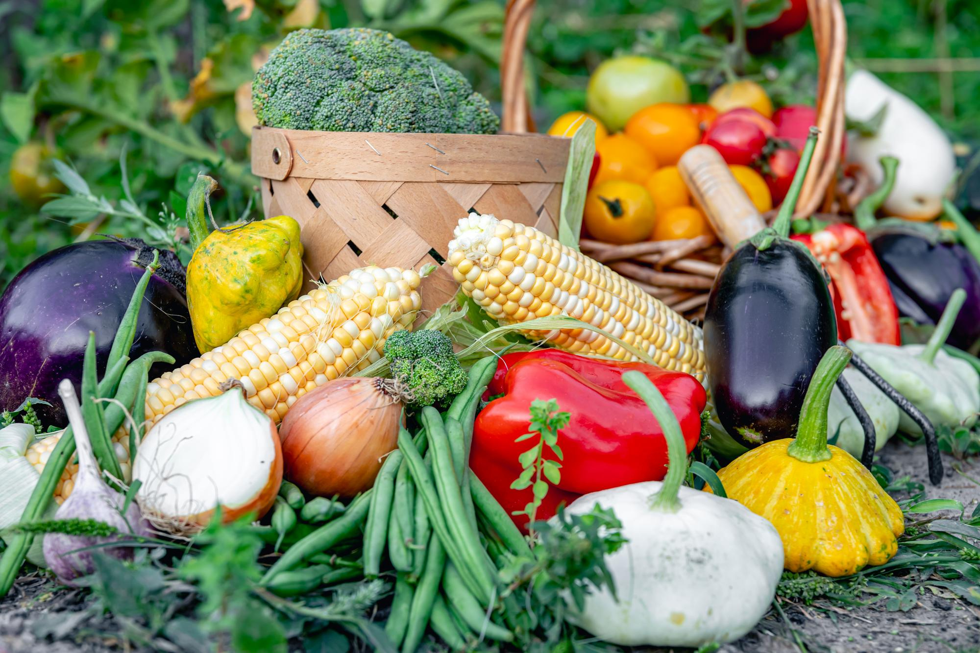 composition-fresh-vegetables-blurred-vegetable-garden-background